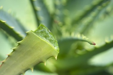 Aloe yakın çekim