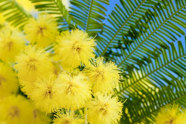 Florile Mimosa se închid — Fotografie, imagine de stoc