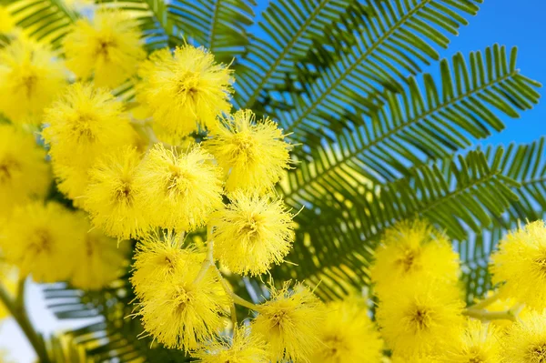 stock image Mimosa flowers cloose up