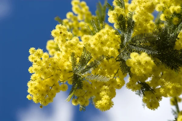 stock image Mimosa flowers on plant