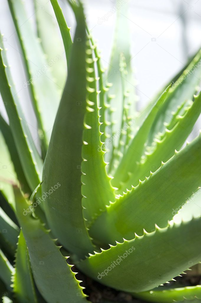Aloe close up
