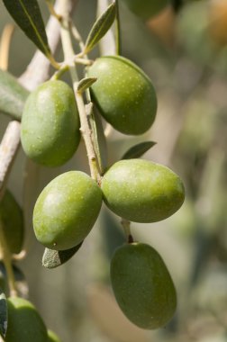 tatlı zeytin ağacı üzerinde