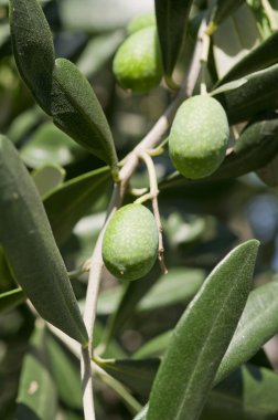 tatlı zeytin ağacı üzerinde