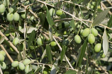 tatlı zeytin ağacı üzerinde