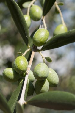 tatlı zeytin ağacı üzerinde