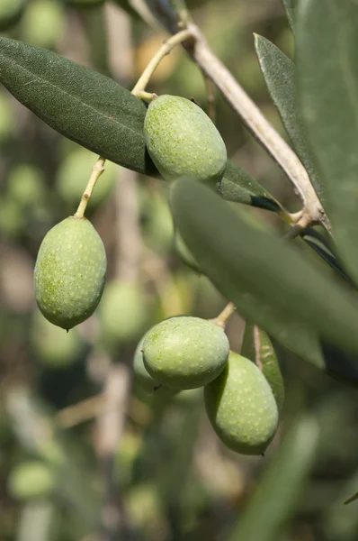Primo piano delle olive sugli alberi — Foto Stock