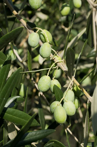 Primo piano delle olive sugli alberi — Foto Stock