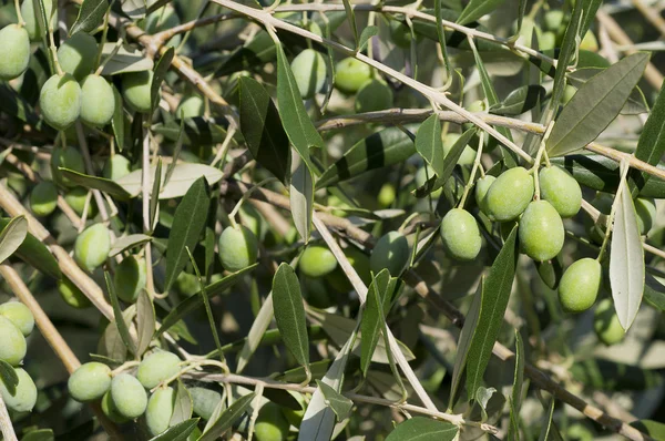 Nahaufnahme von Oliven auf Baum — Stockfoto