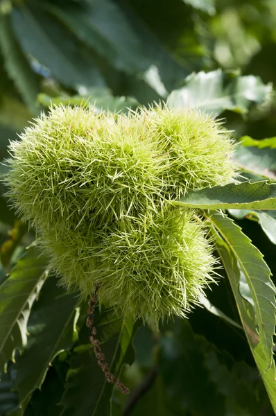 stock image Husk of oak chesstnut on tree,Liguria Italy