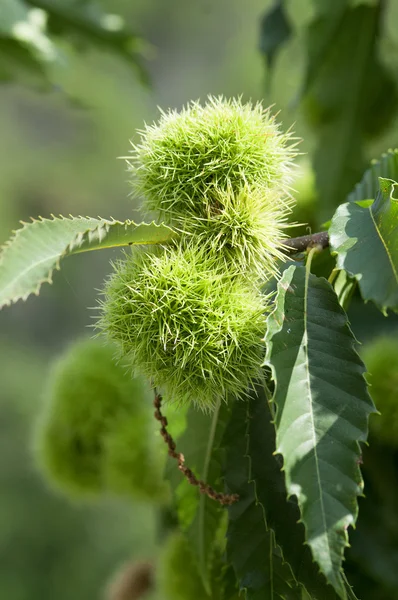 stock image Husk of oak chesstnut on tree,Liguria Italy