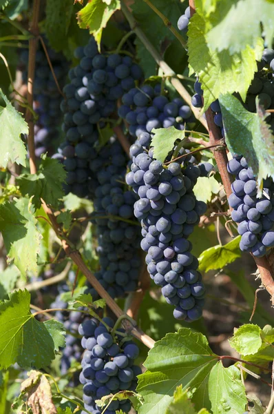 stock image Bunch of black grapes