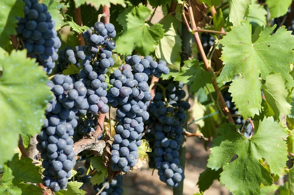 Ramo de uvas negras — Foto de Stock