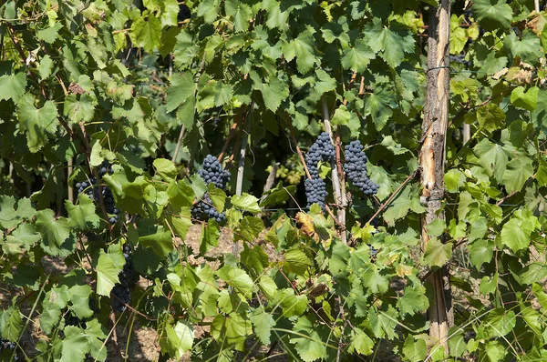 Um bando de uvas pretas — Fotografia de Stock