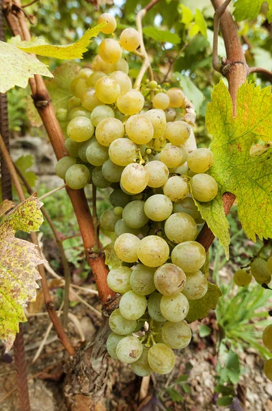 Bunch of white grapes on tree — Stock Photo, Image