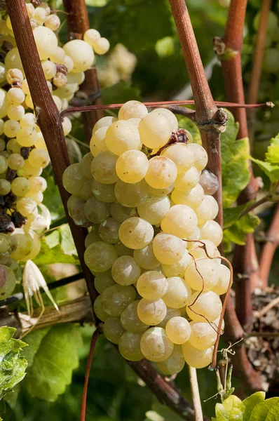 Mazzo di uva bianca su albero — Foto Stock