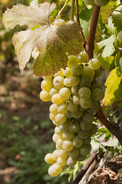 Ramo de uvas blancas en el árbol — Foto de Stock