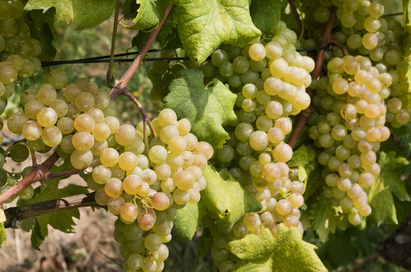 Ramo de uvas blancas en el árbol —  Fotos de Stock