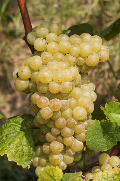 Bunch of white grapes on tree — Stock Photo, Image