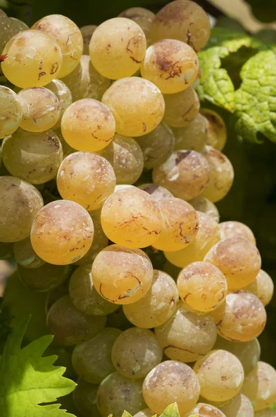 Група білого винограду на дереві — стокове фото