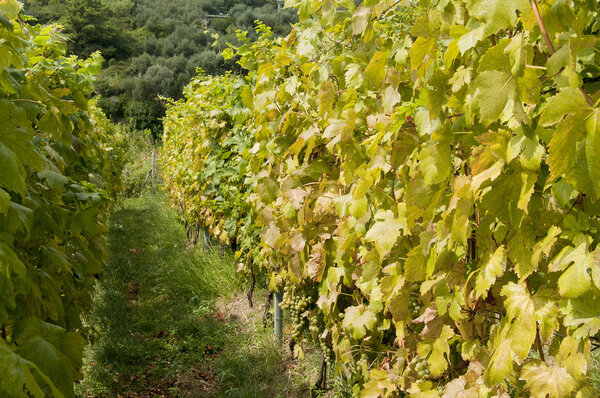 A vineyard of Cinque Terre,Liguria Italy