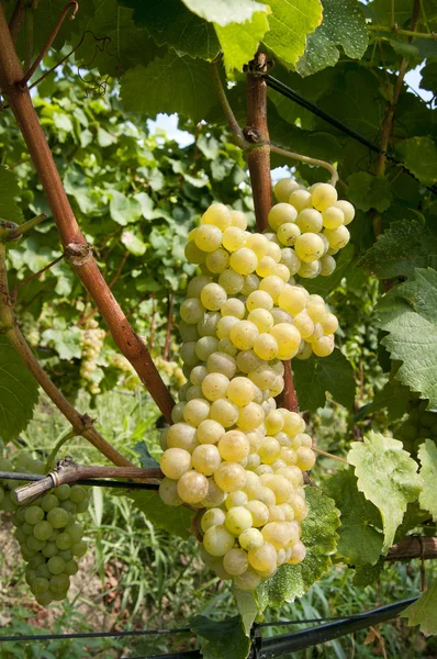 Um bando de uvas brancas na árvore — Fotografia de Stock