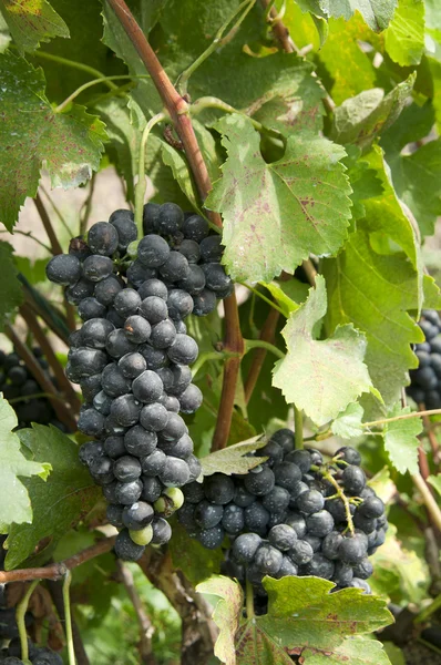 Група чорного винограду на дереві — стокове фото