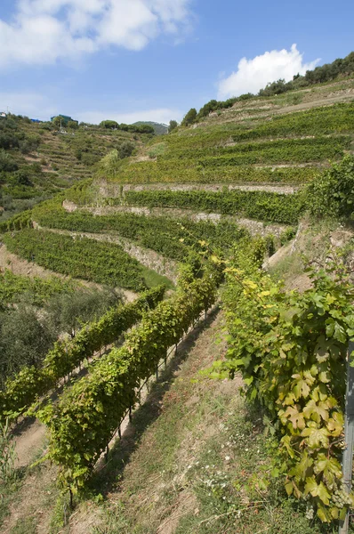 チンクエ ・ テッレ、リグーリア州イタリアのブドウ園 — ストック写真