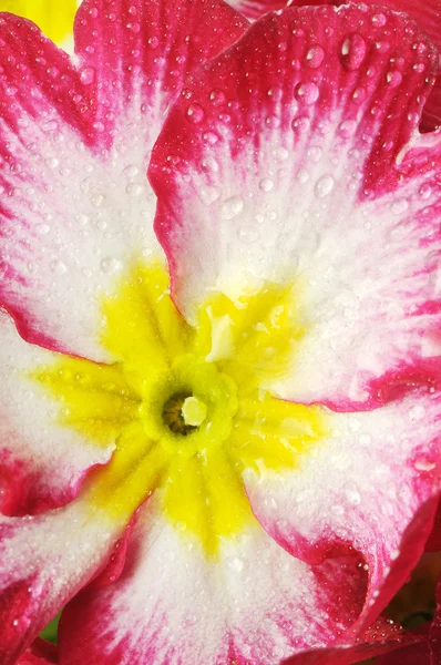 Uma prímula, uma flor isolada em branco com gotas — Fotografia de Stock