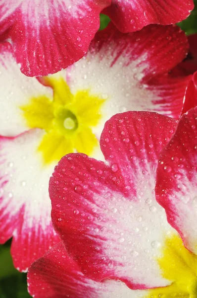 Uma prímula, uma flor isolada em branco com gotas — Fotografia de Stock
