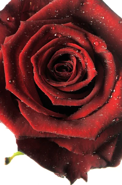 Mawar merah, bunga terisolasi pada putih dengan tetes — Stok Foto