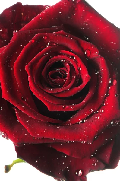 Rosa rossa, fiore isolato su bianco con gocce — Foto Stock