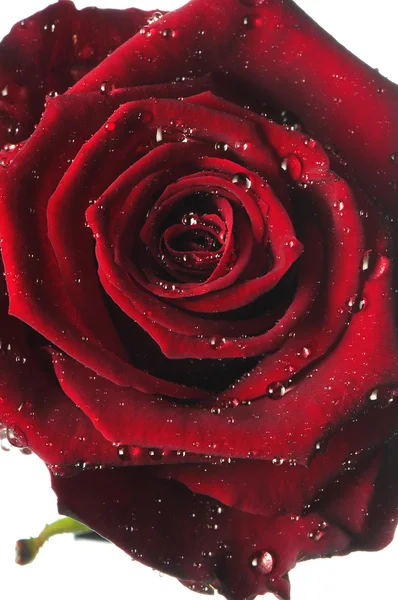 Rosa roja, flor aislada en blanco con gotas —  Fotos de Stock