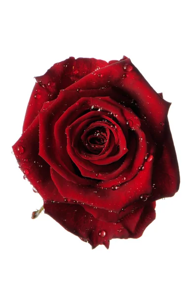 Κόκκινο λουλούδι τριαντάφυλλο, που απομονώνονται σε λευκό με σταγόνες — Φωτογραφία Αρχείου