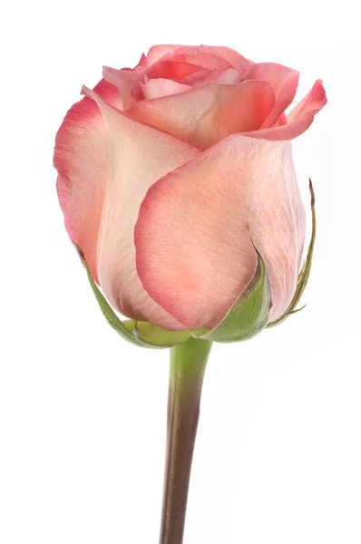 Rosa, fiore isolato su bianco — Foto Stock