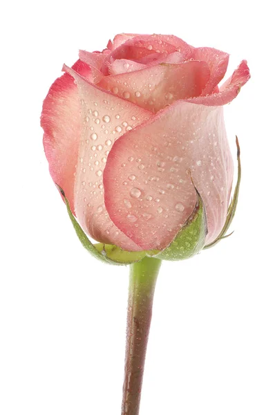 Rosa, flor isolada em branco com gotas — Fotografia de Stock