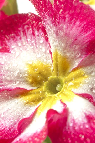 Une primevère, une fleur isolée sur blanc avec des gouttes — Photo