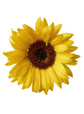 Yellow sunlower isolated on white