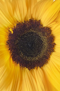 Yellow sunlower isolated on white