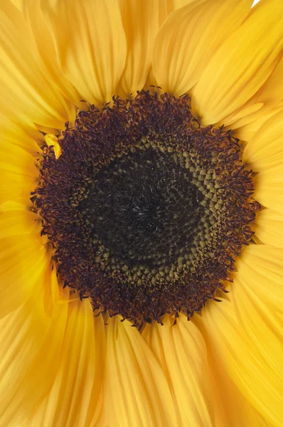 stock image Yellow sunlower isolated on white