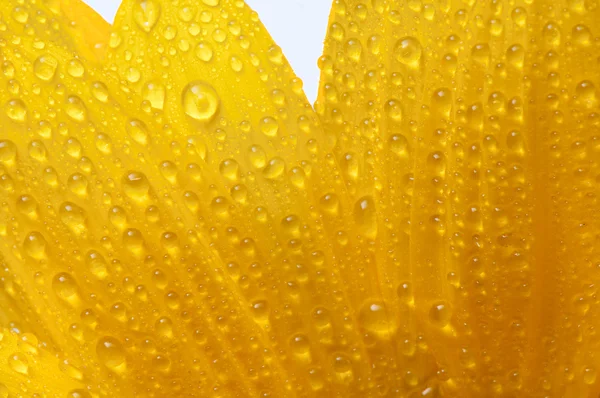 Fiore di sole giallo isolato su bianco con gocce — Foto Stock