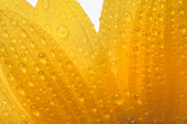 Gele zon bloem geïsoleerd op wit met druppels — Stockfoto