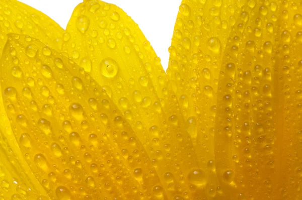 滴を白で隔離される黄色の太陽の花 — ストック写真
