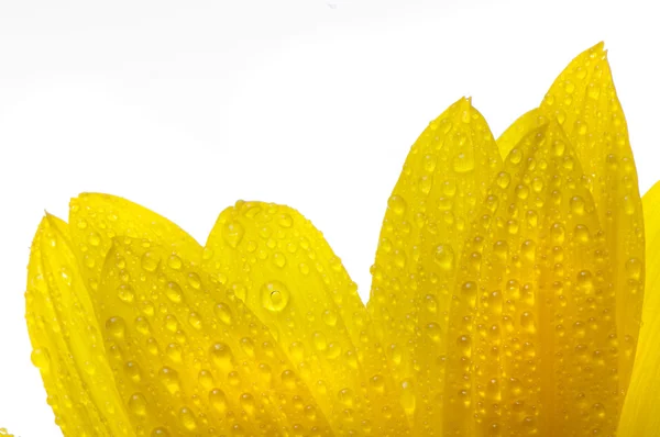 Κίτρινος ήλιος λουλούδι που απομονώνονται σε λευκό με σταγόνες — Φωτογραφία Αρχείου