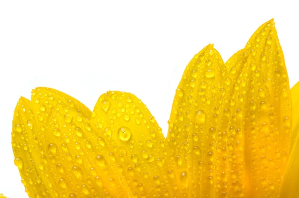 Fleur de soleil jaune isolée sur blanc avec gouttes — Photo