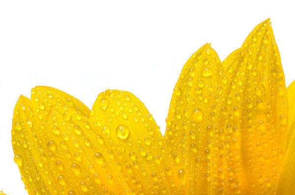 Yellow sun flower isolated on white with drops