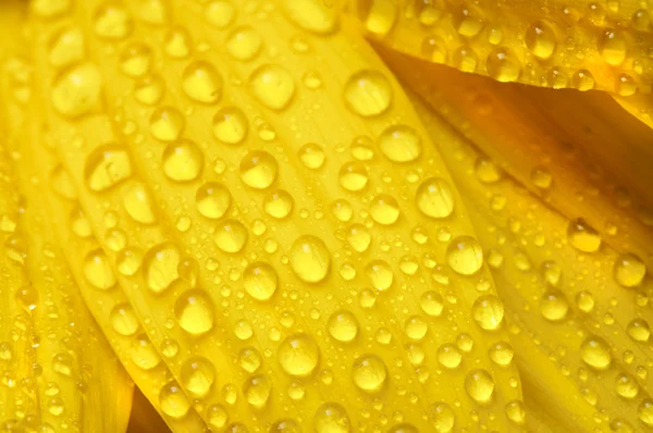 stock image Yellow sun flower isolated on white with drops