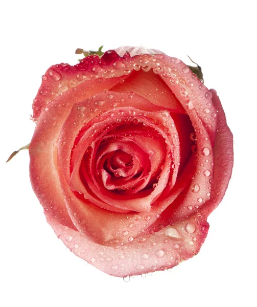 Rosa, flor isolada em branco com gotas — Fotografia de Stock