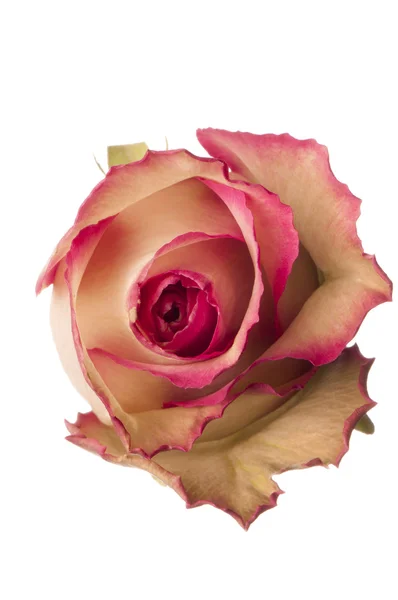 Rose, bunga terisolasi pada putih — Stok Foto