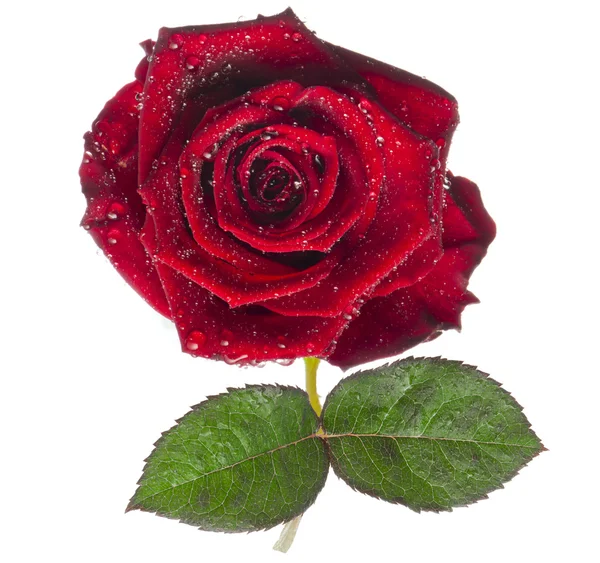 Czerwony róża, kwiat na białym tle biały z kropli — Zdjęcie stockowe