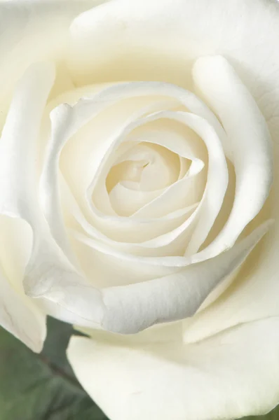 Rosa, flor isolada sobre branco — Fotografia de Stock